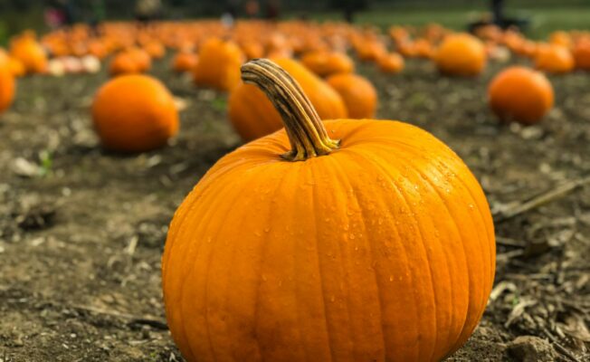 ķirbju lauks ar ķirbi priekšplānā